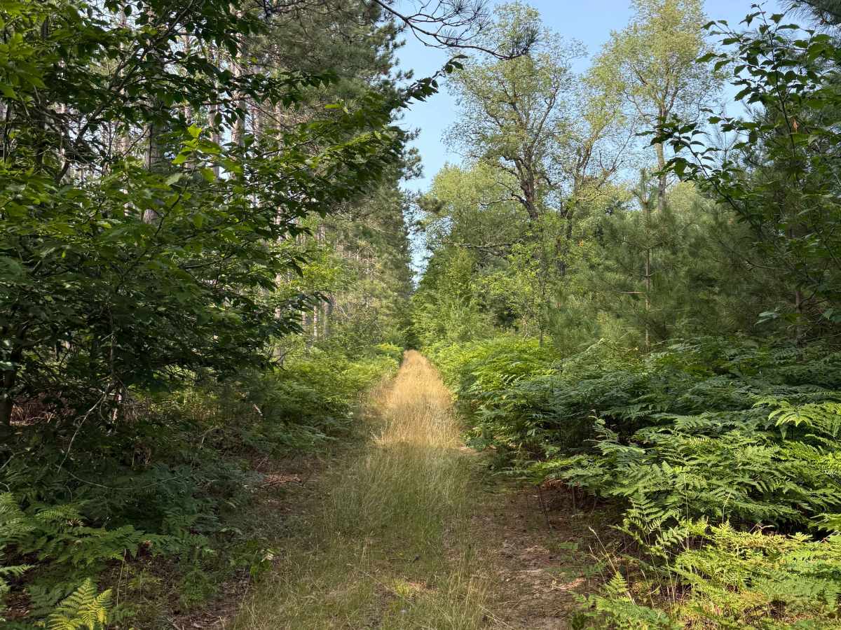 Red Pine Alley Trail trail photo