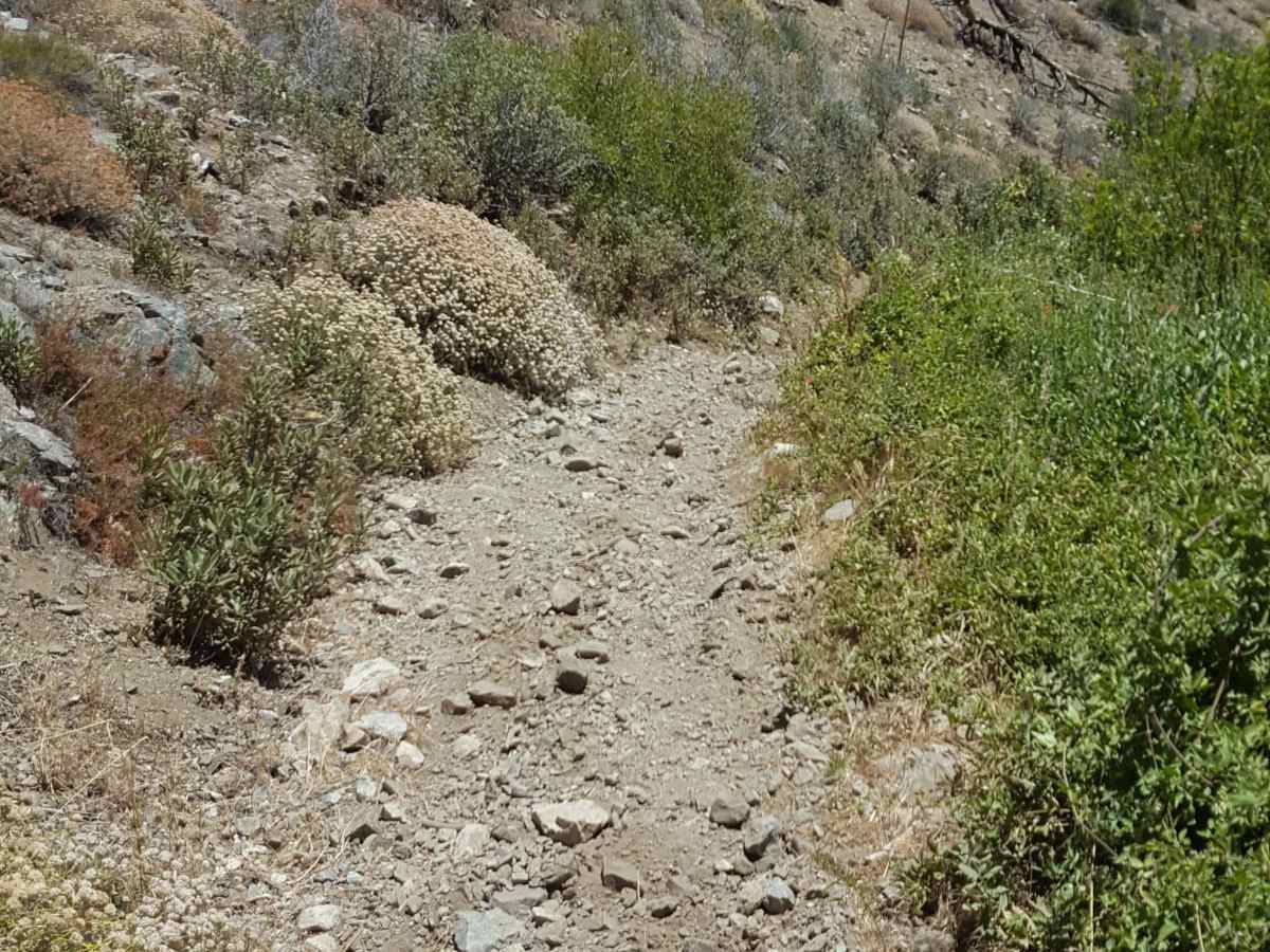 East Frazier Trail - FS 19W06 photo 3