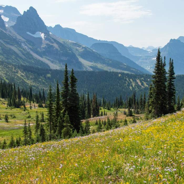 Near Swiftcurrent Lookout