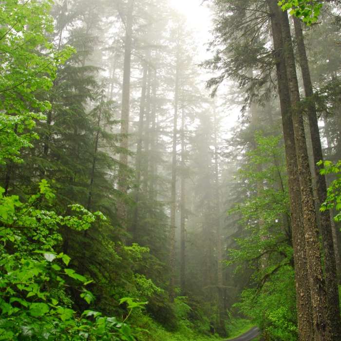 Near Butte Creek Falls Hike