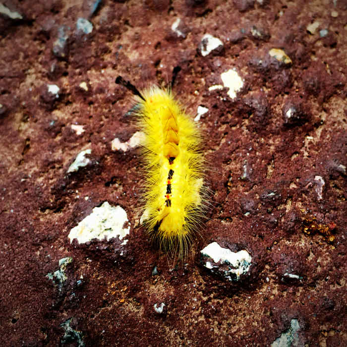 A caterpillar on the volcanic rock. Near Crater Vent Trail