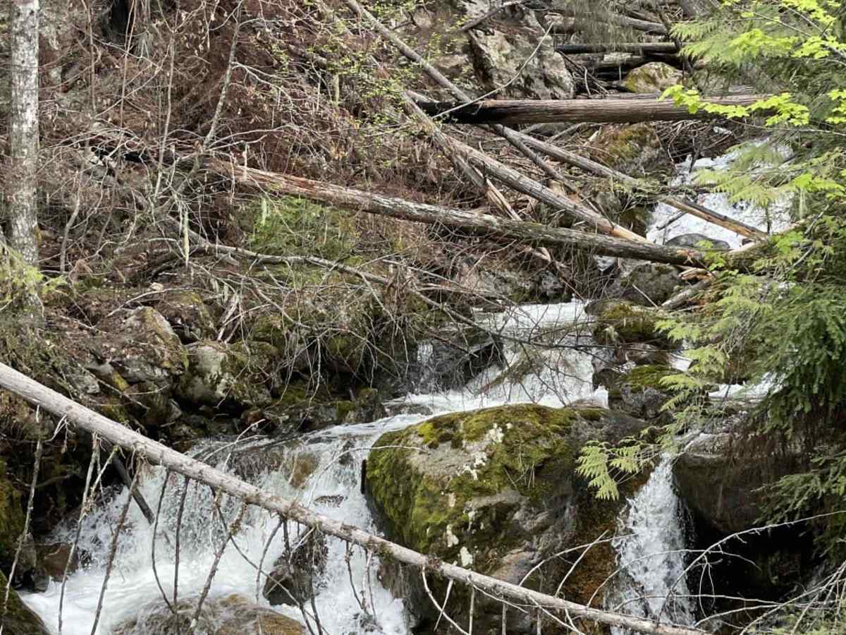 Mabel Lake FSR to Cottonwood Rec Site photo 6