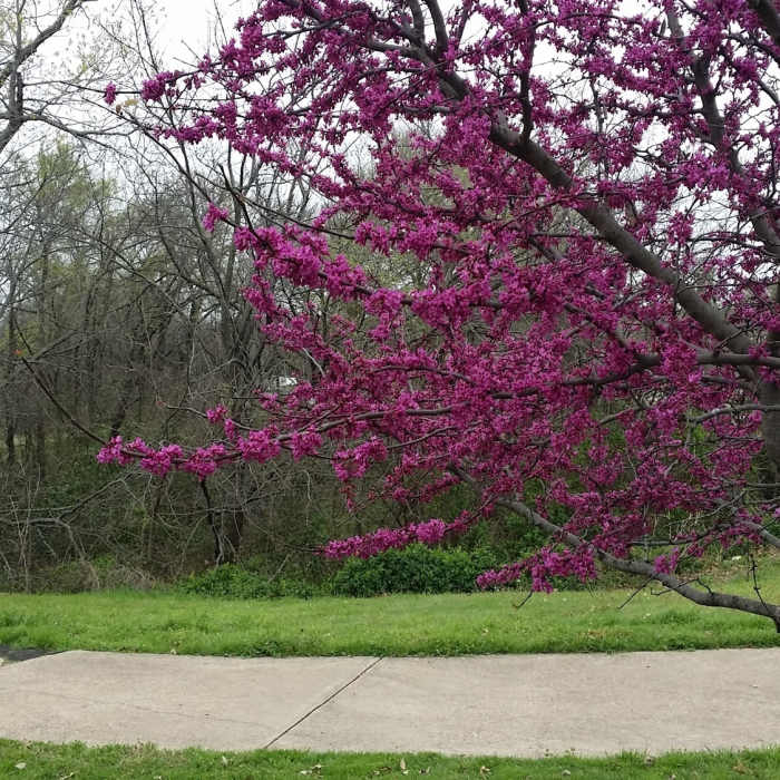 Near Hoblitzelle Park Trail