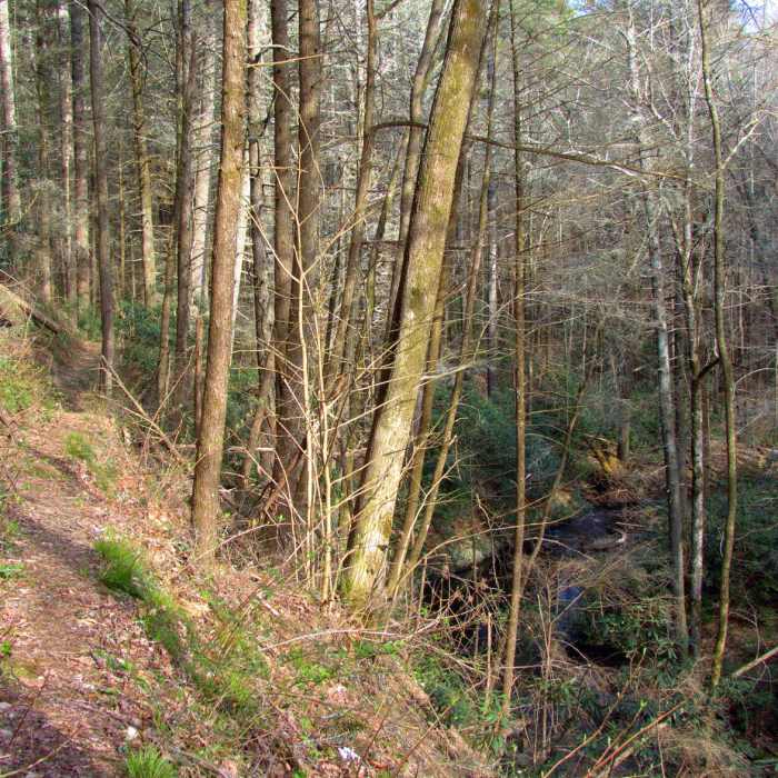 Near Big Creek, Big Frog, Yellow Stand Lead Trail Loop