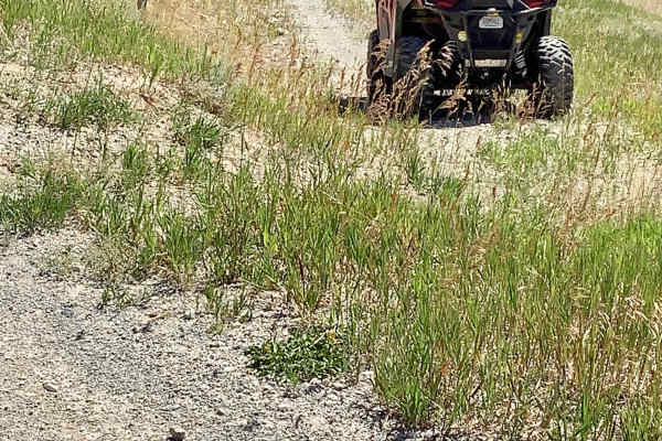 Mikes Trail