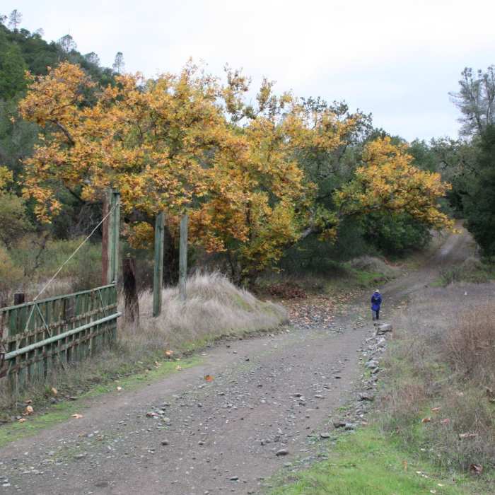 Near Coyote Creek Loop at Coe Park