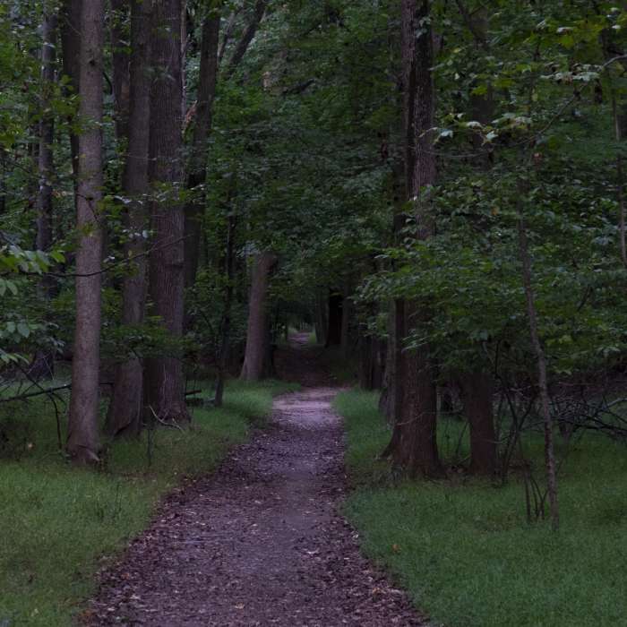 The Nature Center Trail and the Blue Trail. Near White Trail