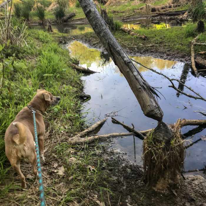 timber Near McDowell Park Loop A