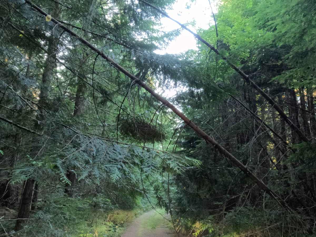 FS 4615140 trail photo