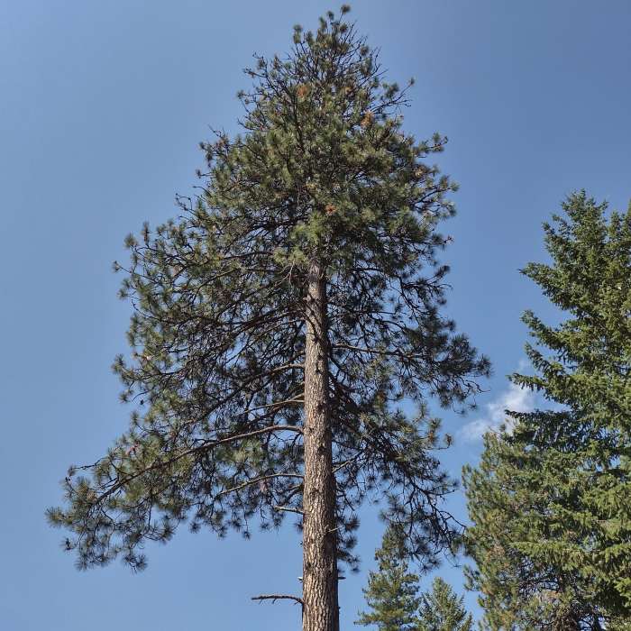 Looking up at a very tall, stately, majestic pine. Near Reservoir Ridge Trail