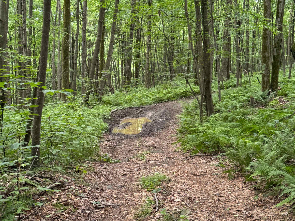 Trail 31 photo 4
