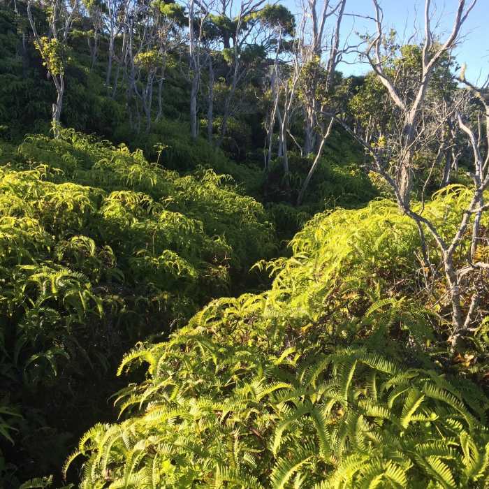 The ferns that you'll be hiking through. Near Honopu Trail