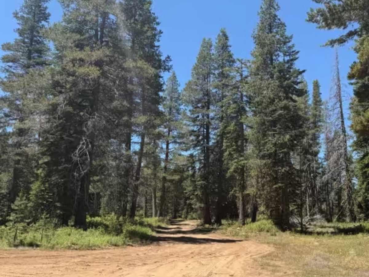 Peavine Corridor - FS 11N99A photo 4