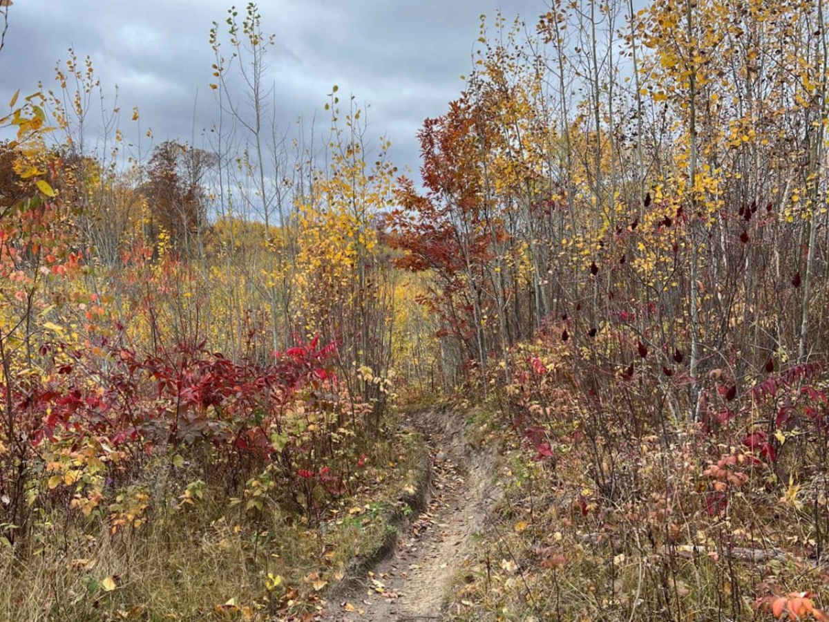 Paul's Narrow Thicket Bike Path photo 2
