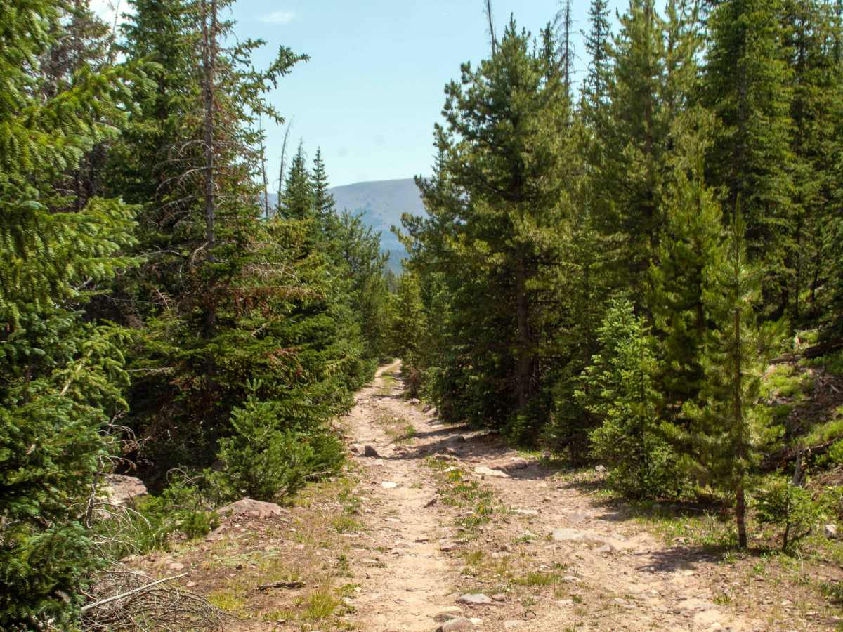 Rasmussen - FS 10235 photo 5