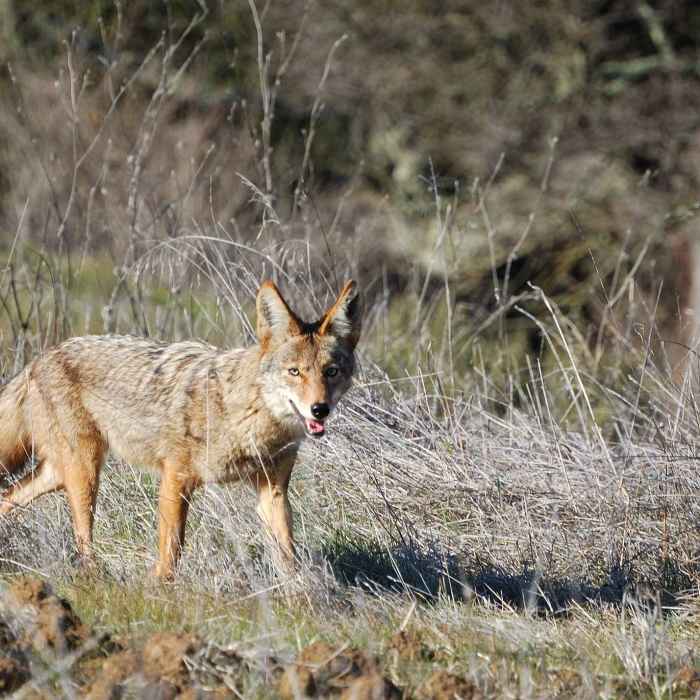 Near Arastradero Preserve Loop