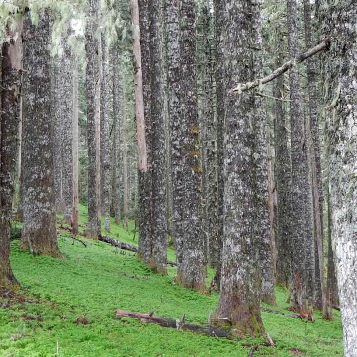 Near Marys Peak via East Ridge