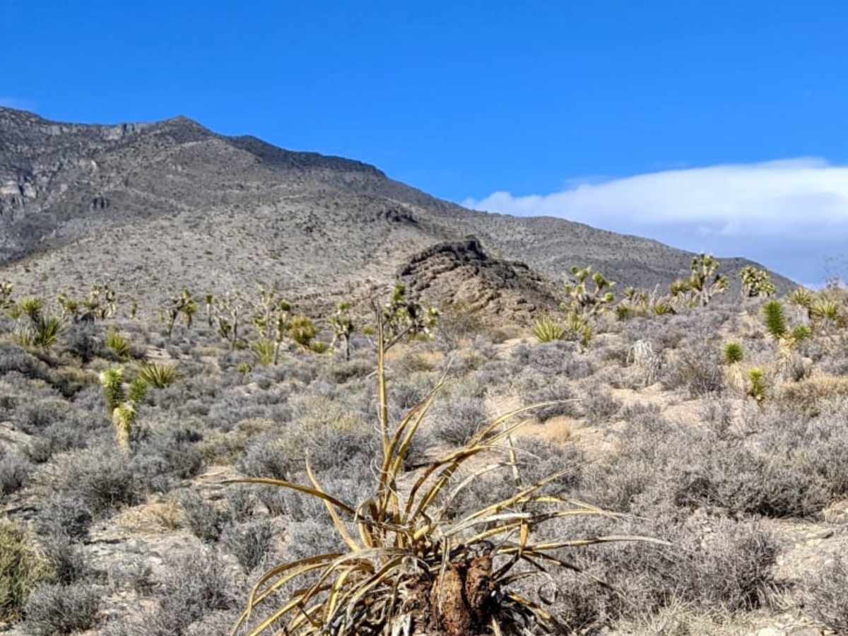 Horse Springs - Sand Wash Cut Across photo 5