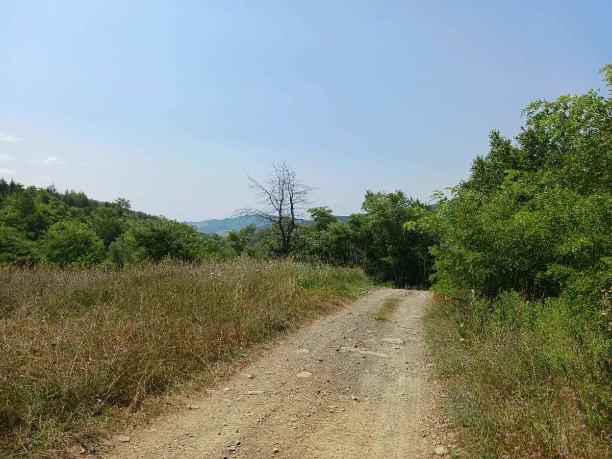Pine Lane - Rock Run Recreation Area photo 4