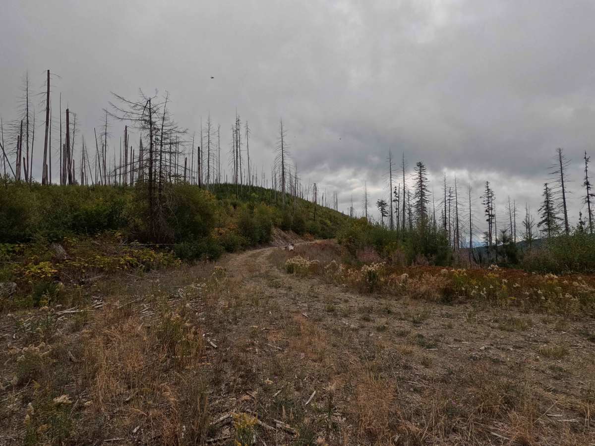 Blue Grouse B - FS 460B trail photo