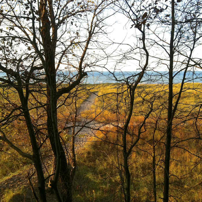 Near Cowles Bog Trail