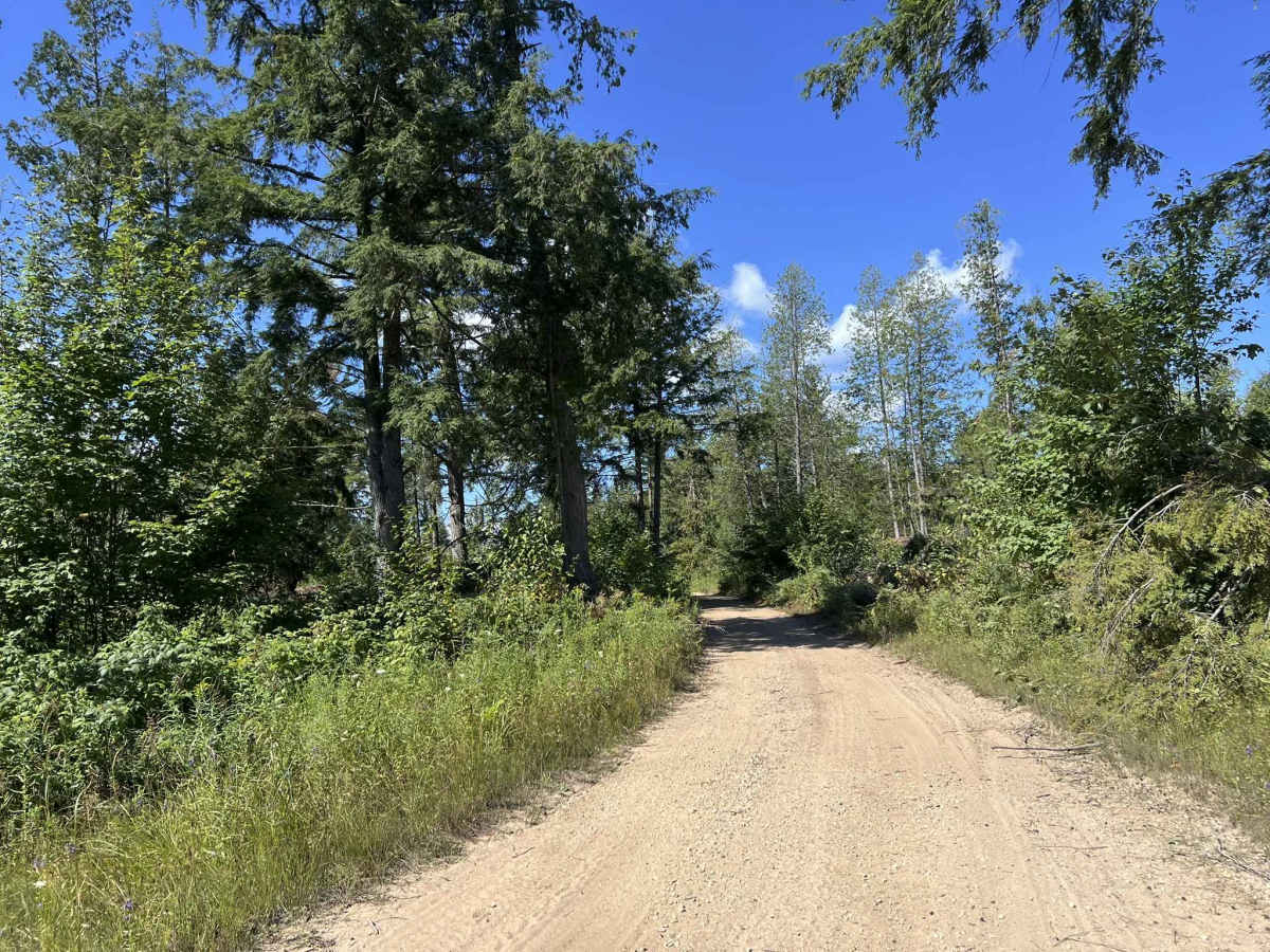 Fir -  Forest Road 13042 photo 3