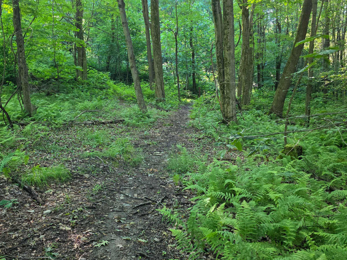 Single Track C2 photo 3
