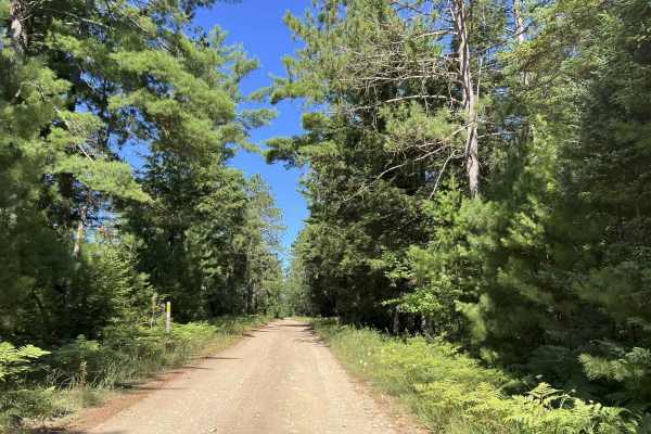 Fir - Forest Road 14570