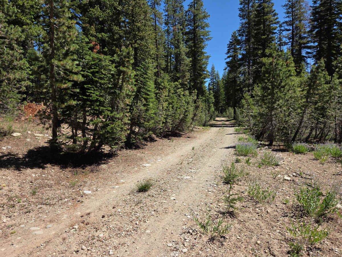 Bear Valley Loop trail photo