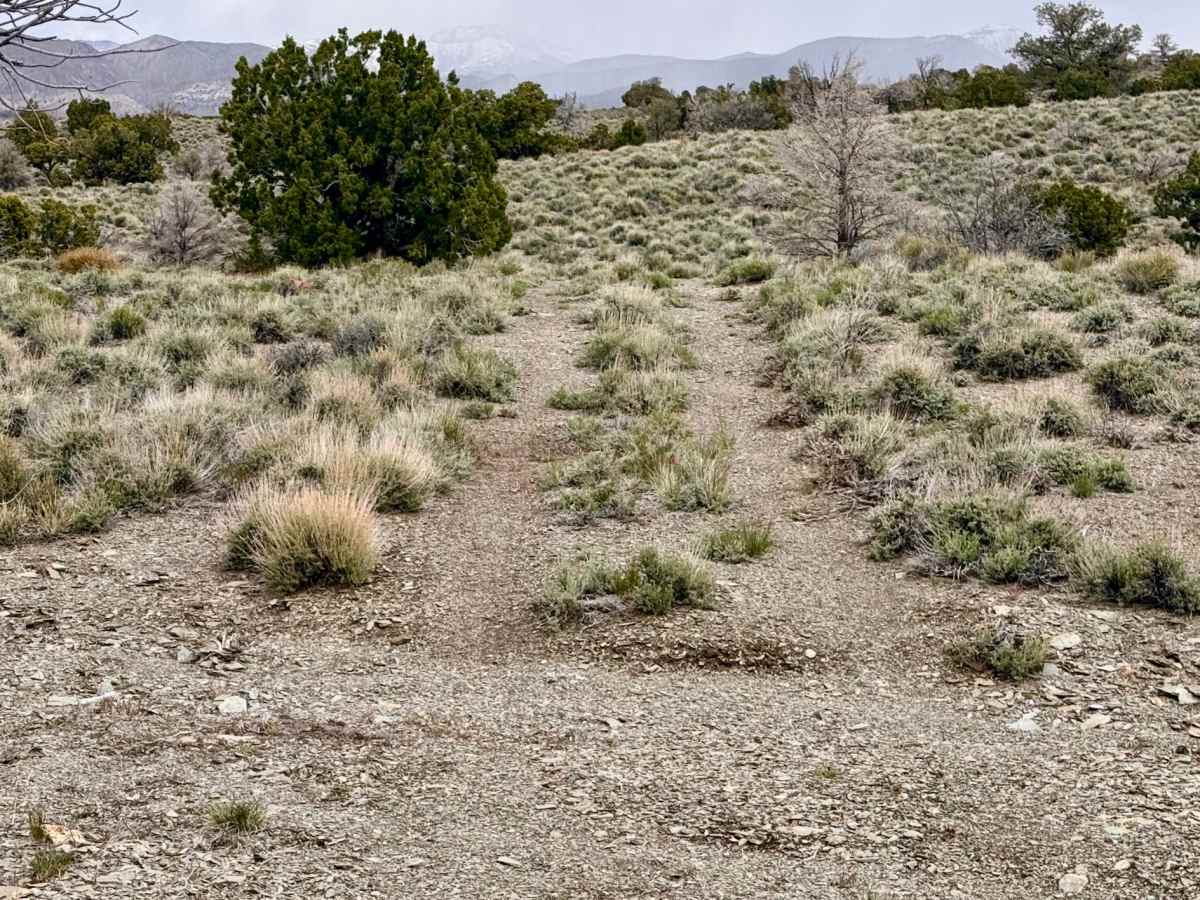 Timber Hill West - FS 24212 trail photo