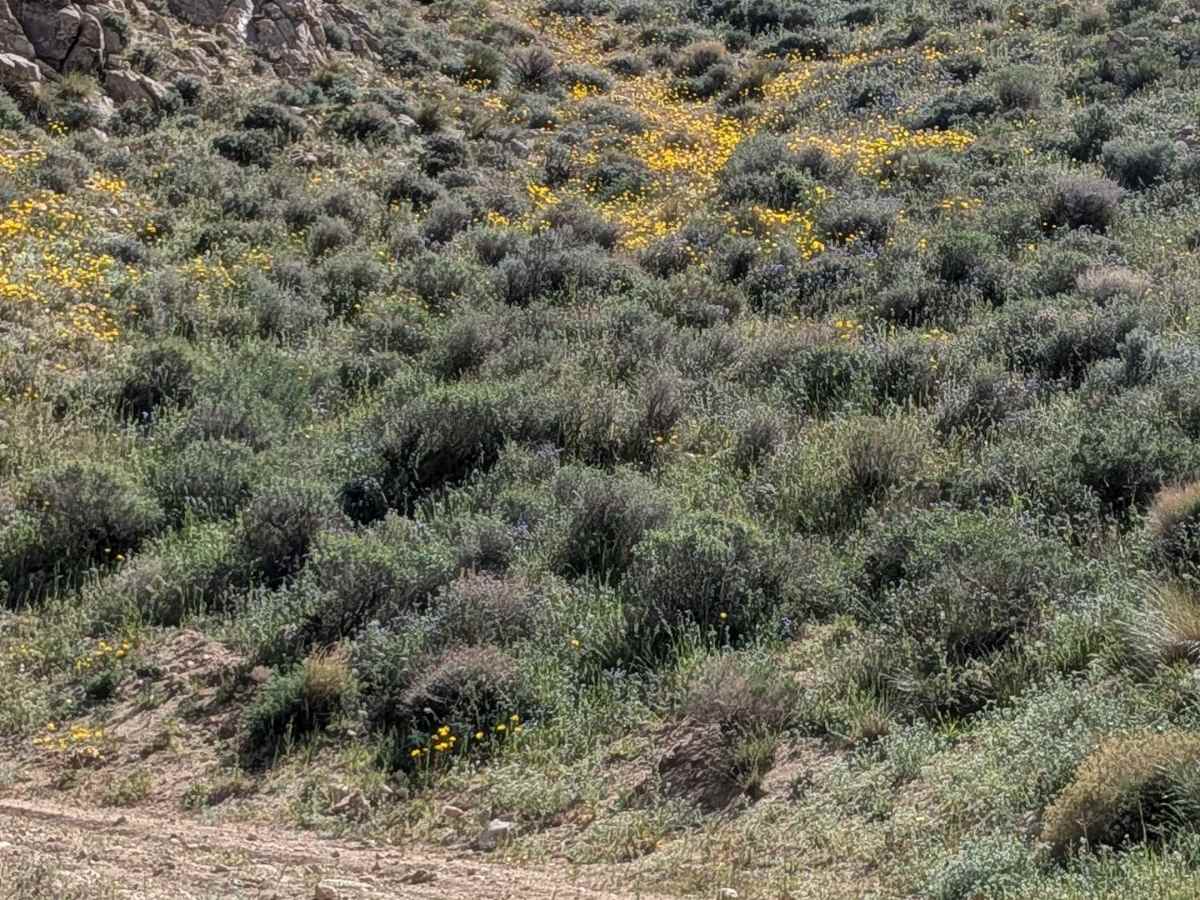 BLM 116 photo 4