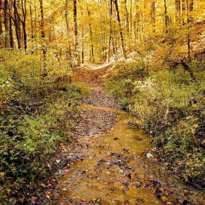 Near Redbud Trail