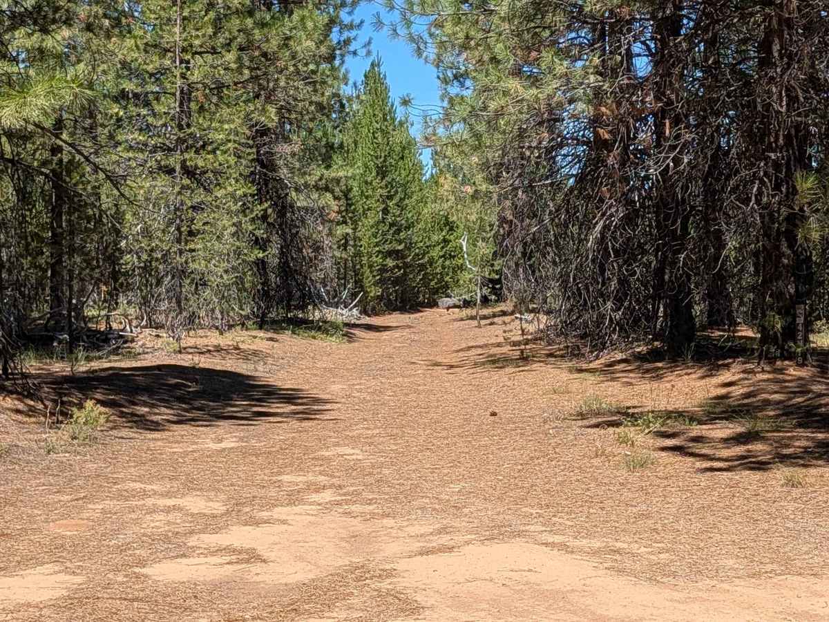 Lodge Pine - FS 42N79 trail photo