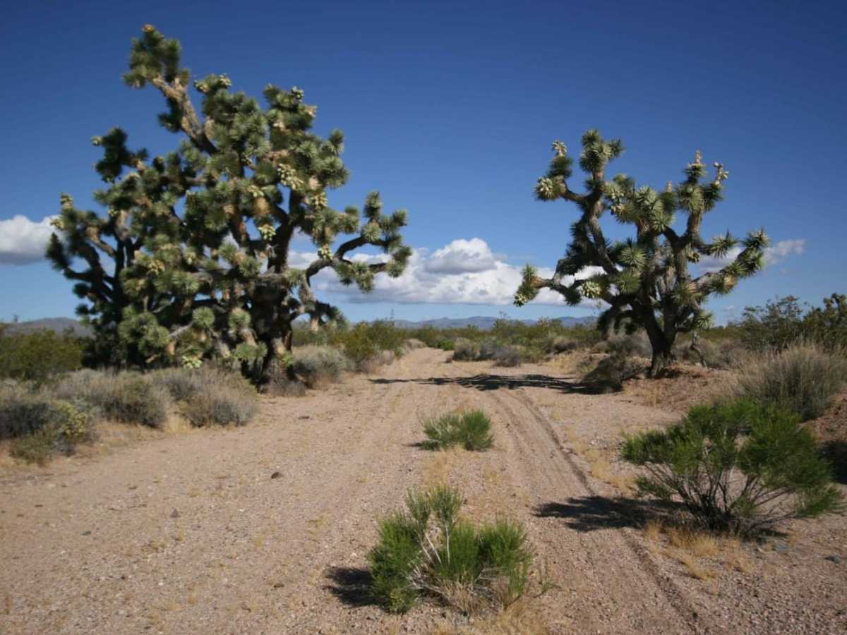 EMHT Segment 1: Needles to Ivanpah trail photo