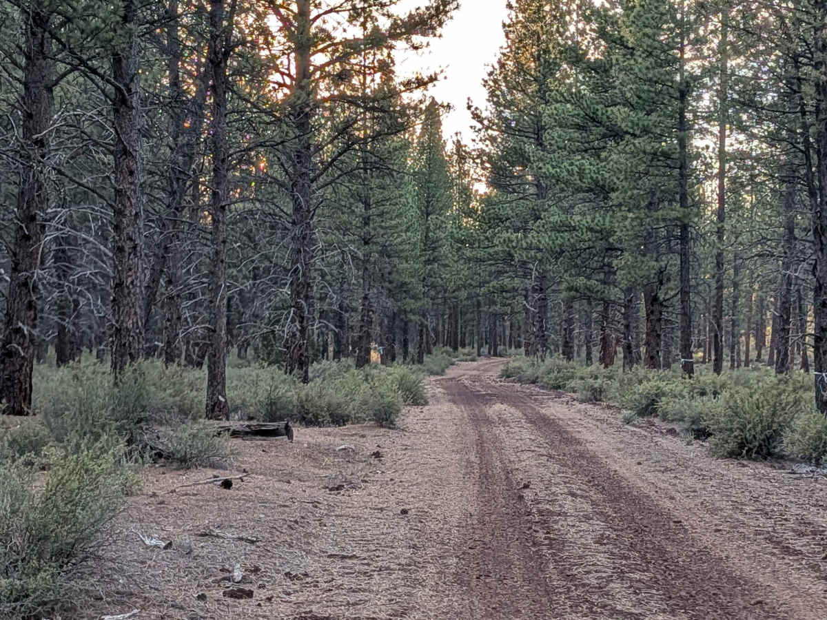 Antelope - FS 43N83 photo 5