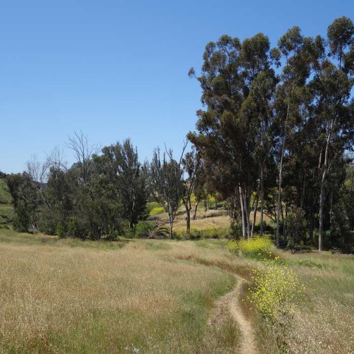 Near Lusardi Creek Loop Trail