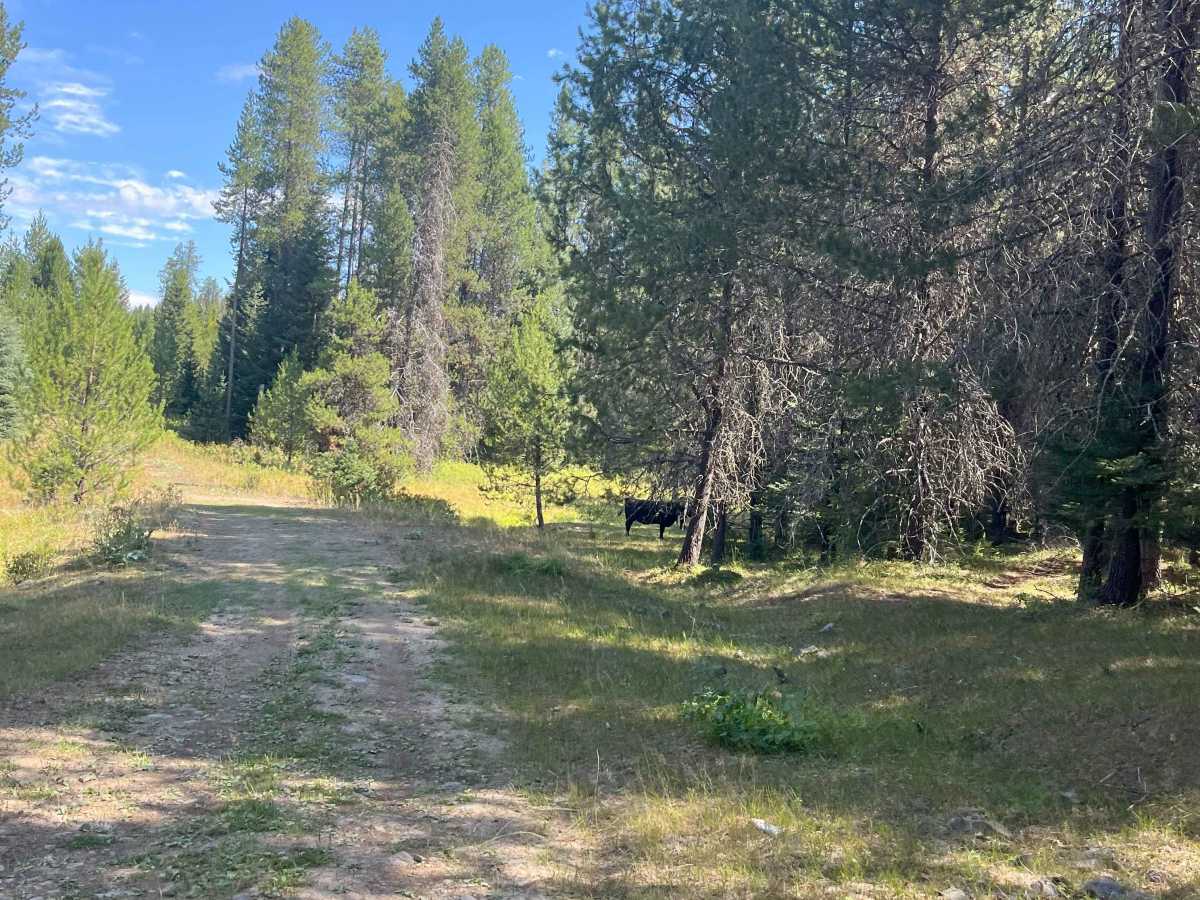 Moose Creek Old Logging Road Track photo 4