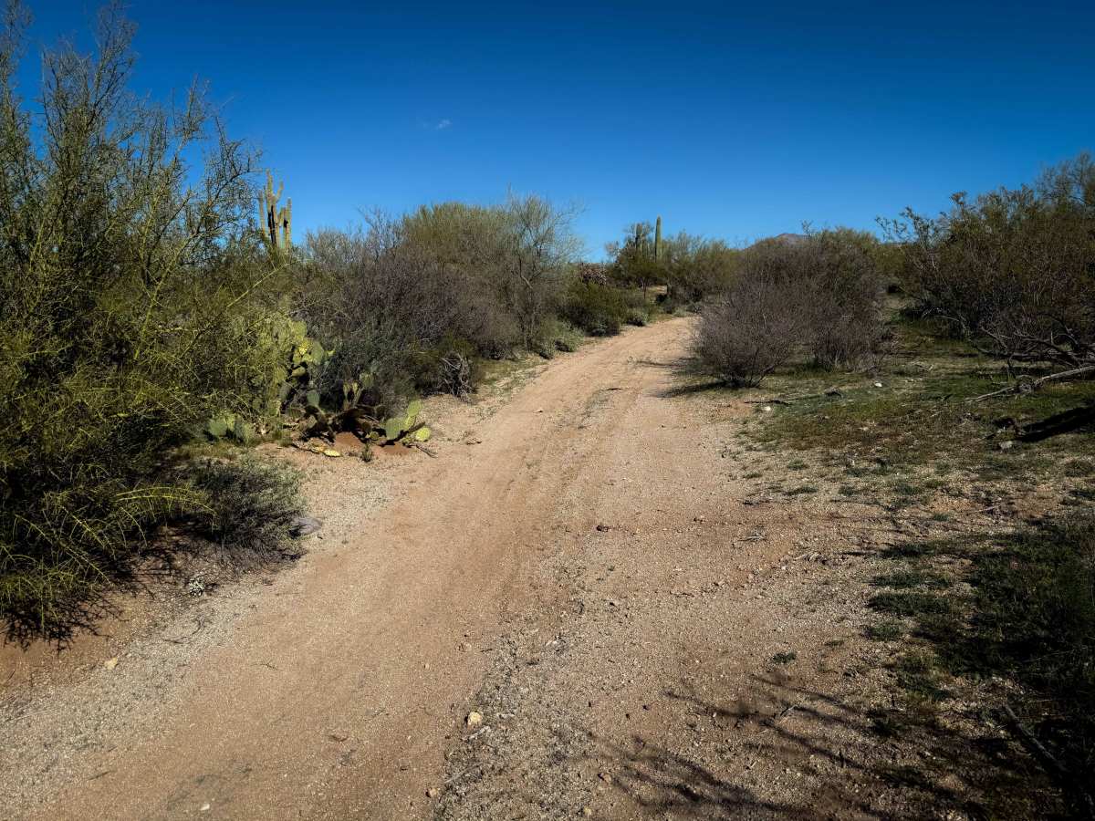Cholla Way  photo 6