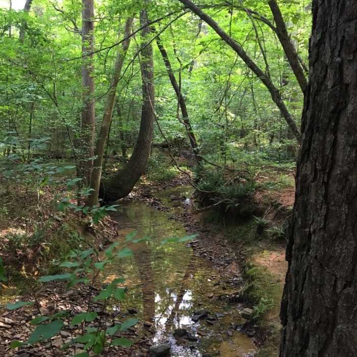 Rocky Bottom Creek trickles into the wide North Fork Little River. Near Little River 5+ Loop