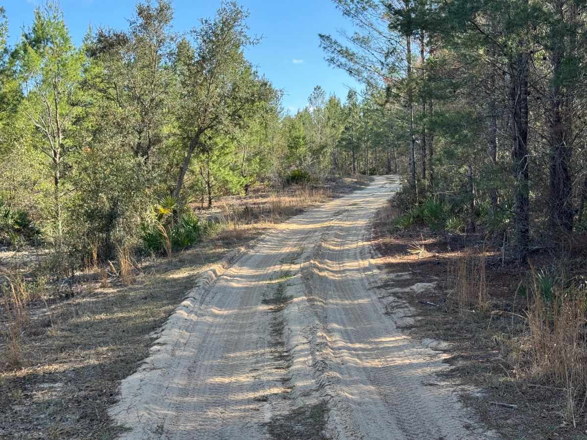 Doe Road trail photo