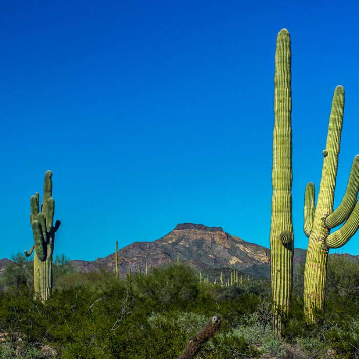Near Arch Canyon Trail