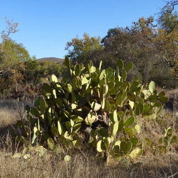 Near Bells Canyon Oso Trail Loop