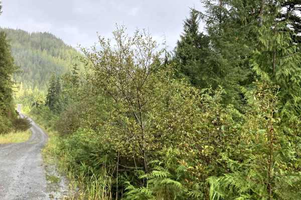 Shelter Cove Road (section 1)