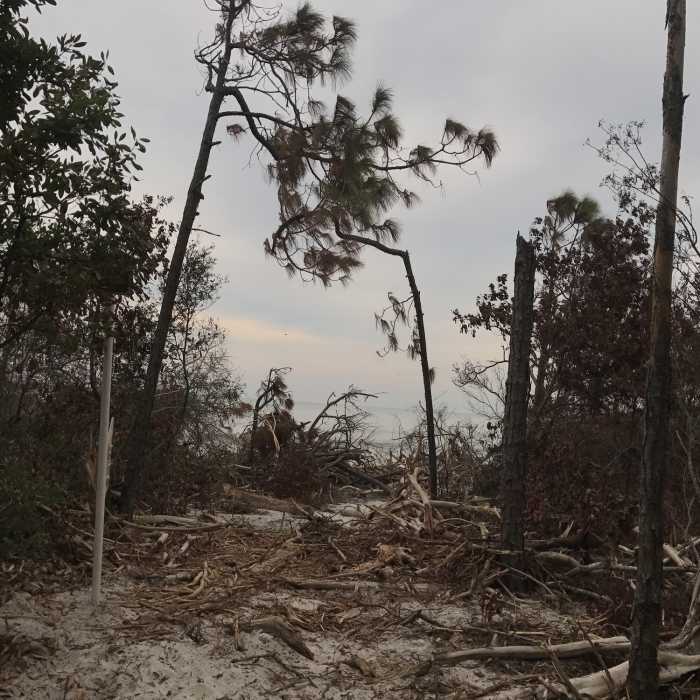 Near Dune Ridge Trail