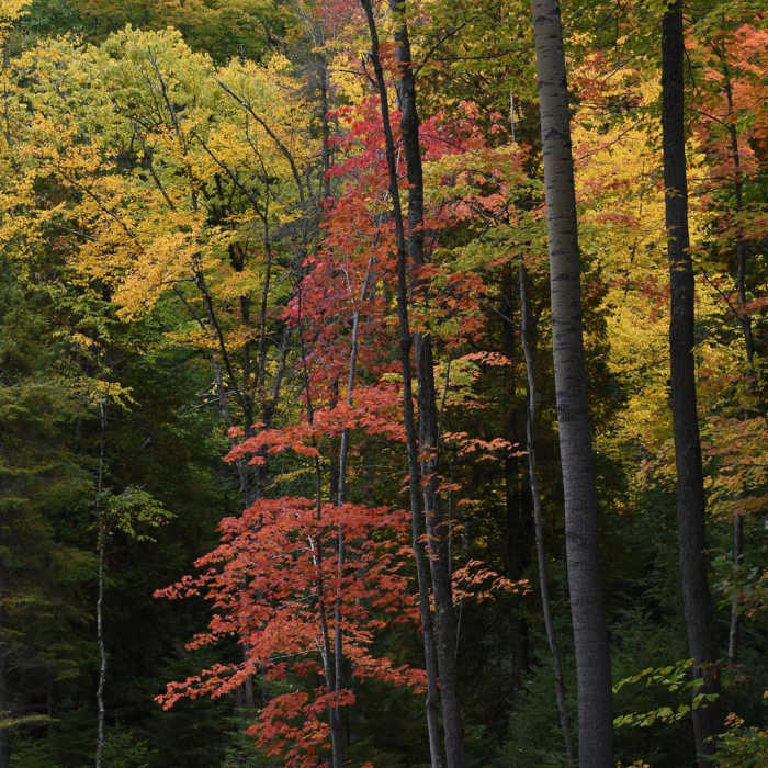 Near Morgan Falls Hike Near Morgan Falls Hike