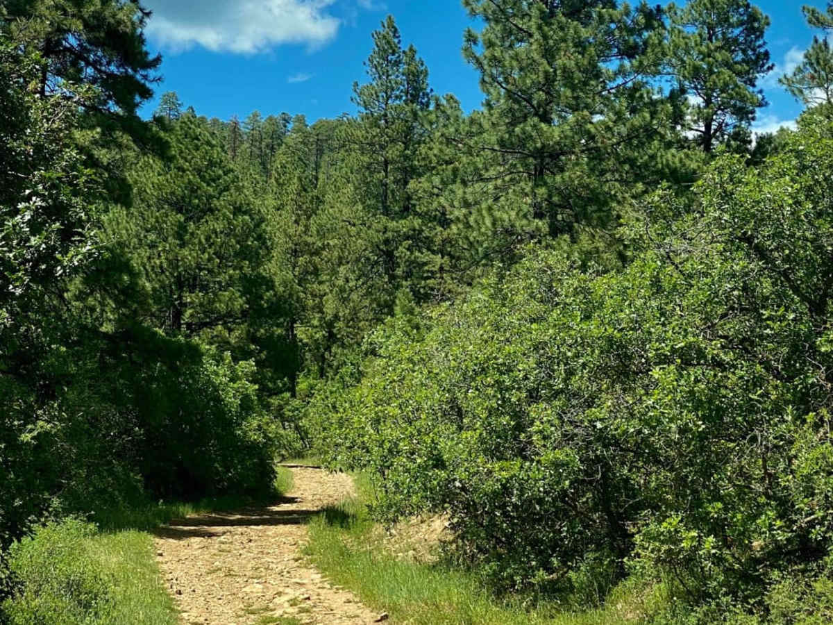Devil Mountain-Fr Rd 626 trail photo