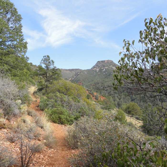 View looking up Casner Canyon Near Huckaby, Allens Bend, Casner Canyon to Munds Wagon