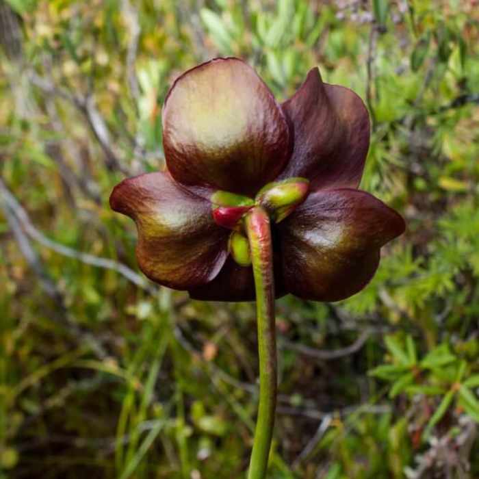 Near Peacham Bog Loop Trail Near Peacham Bog Loop Trail