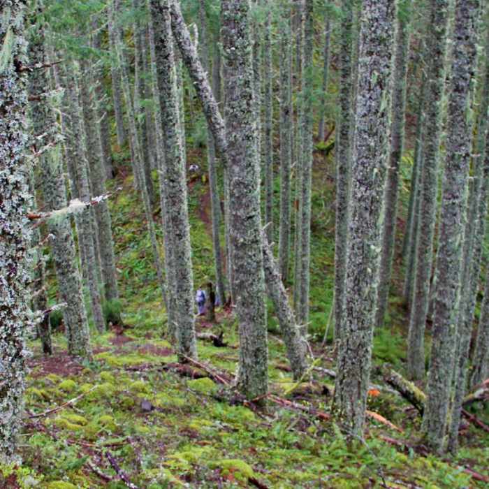 Near Ruckel Ridge Loop Hike
