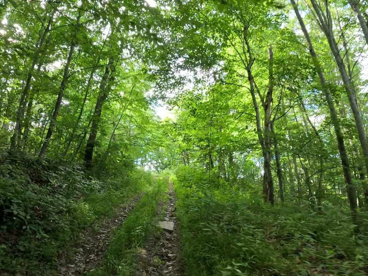 W11B trail photo